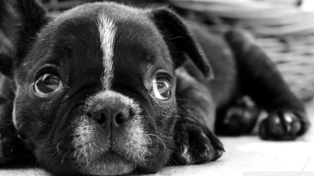 VIDEO: This Puppy Arguing About Bedtime Could Be The Most Adorable Thing In Life