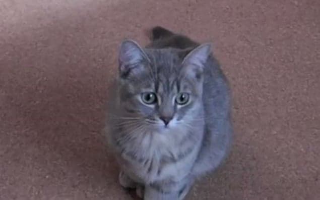 VIDEO: Cat Asks For Breakfast In VERY Cute Way