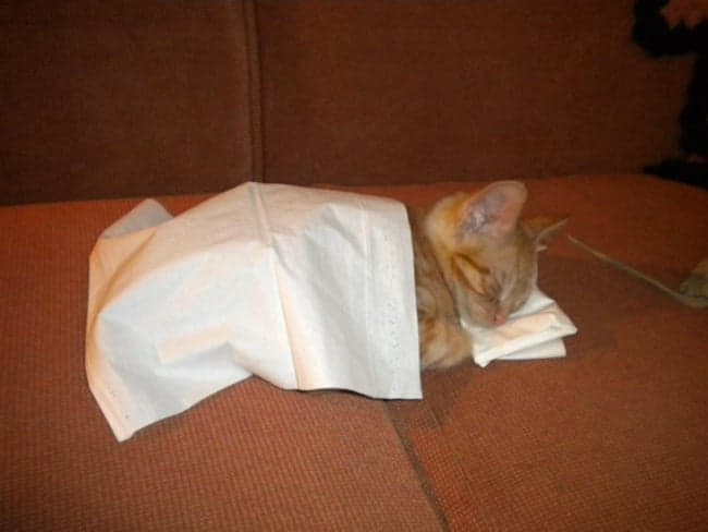 11 Adorable Animals That Are Absolutely Wrecked