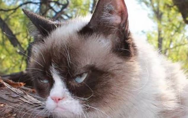 PICTURES: Grumpy Cat “Celebrates” Second Birthday