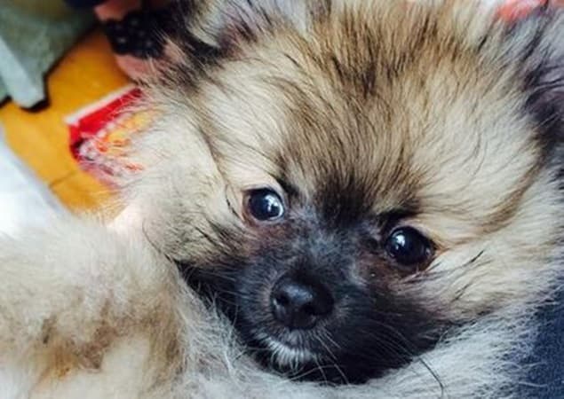 PICTURE: Miley Cyrus Gets A New Dog and He’s SUPER Cute