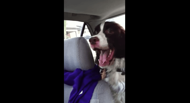 VIDEO – This Poor Dog Just Doesn’t Seem To Be That Fond Of Squirrels