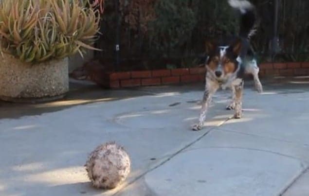 VIDEO: Is This The World’s Smartest Dog?