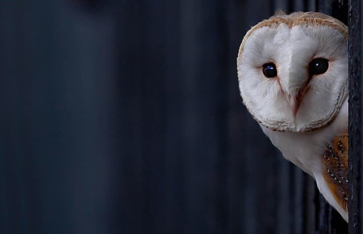 What a Hoot! Owl Cafés in Japan Let You Pet Adorable Owls All Day