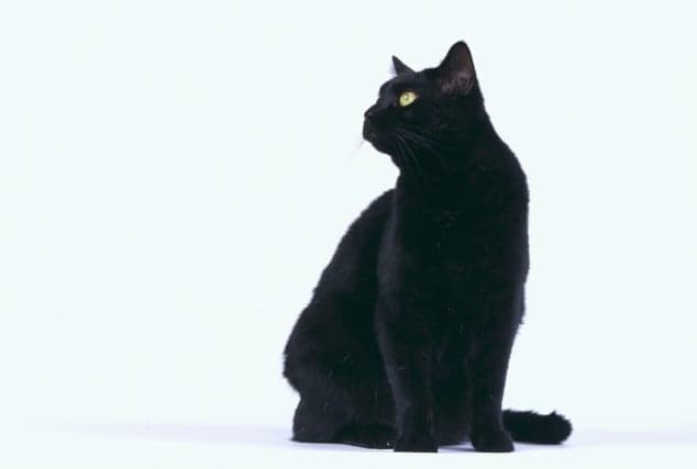 PICTURES: The Concise And Brilliant Guide on How to Pet Animals