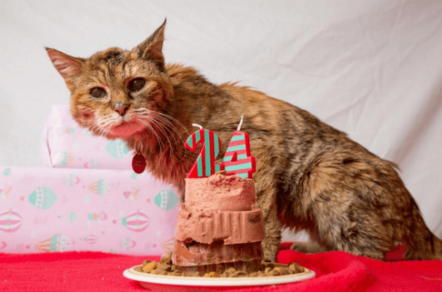 Happy 24th Birthday Poppy! Cat Named World’s Oldest Feline in Guinness Book of Records