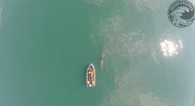 VIDEO: Drone Captures Footage of Basking Shark in Cork Harbour