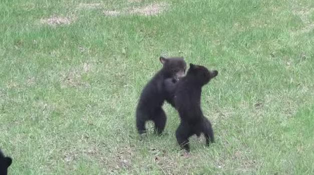 Nothing To See Here… Just A Couple Of Baby Bears Having A Wrestle