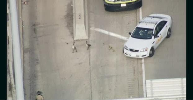 VIDEO – A Family Of Geese Receive A Police Escort Off Busy Highway
