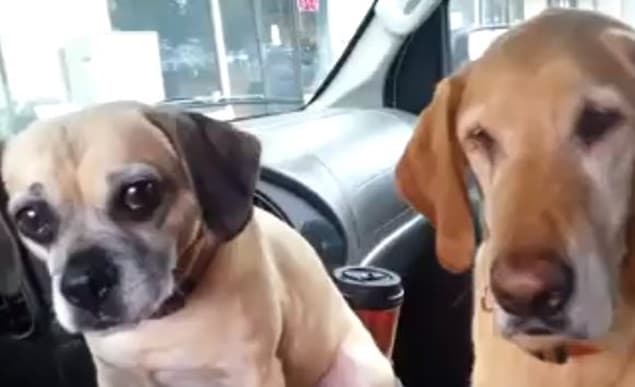 That’s Gas: The Funniest Video We’ve Seen This Week