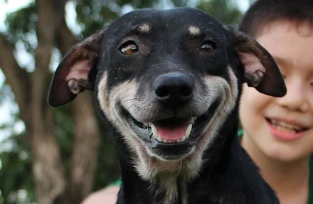 Nine-Year-Old Boy Creates Makeshift Animal Shelter To Help Stray Dogs