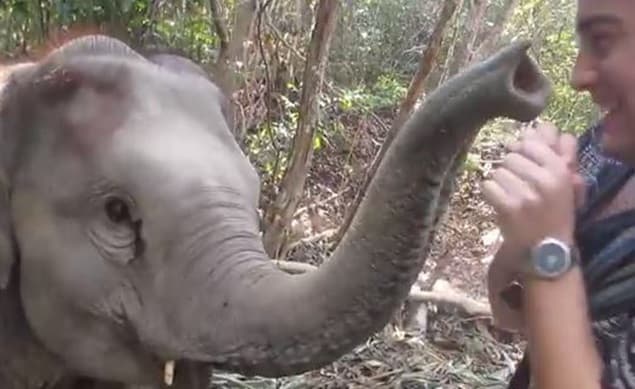 VIDEO: Baby Elephant Dances With Tourist