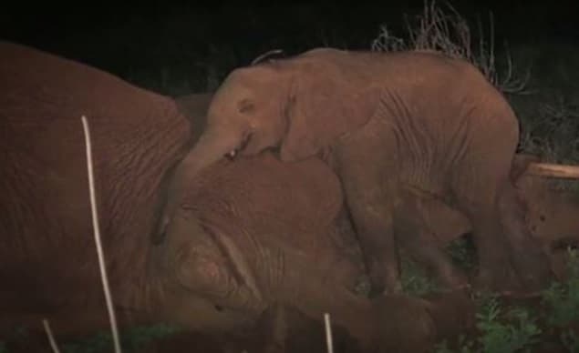 PICTURES: Orphaned Elephant Rescued After Holding Vigil By Mother’s Body
