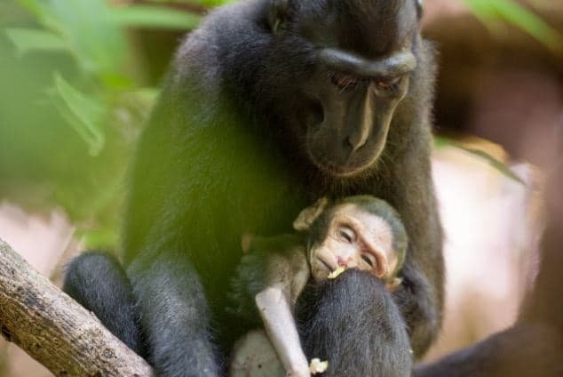 Grief-Stricken Monkey Spends Days Clutching Her Dead Newborn Baby