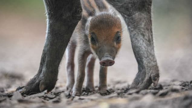 IN PICTURES: Adorable Rare Piglet Born in Chester Zoo