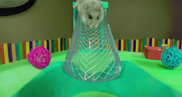 VIDEO: Another Tiny Hamster Having Fun in a Tiny Playground