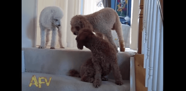 WATCH: Three Puppies, One Jury – One Poodle Can’t Hack the Heat