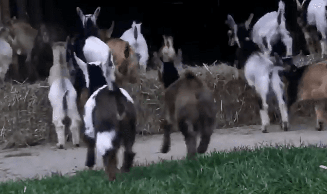 Forget Watching The World Cup! These Cats Are Getting In On The Action
