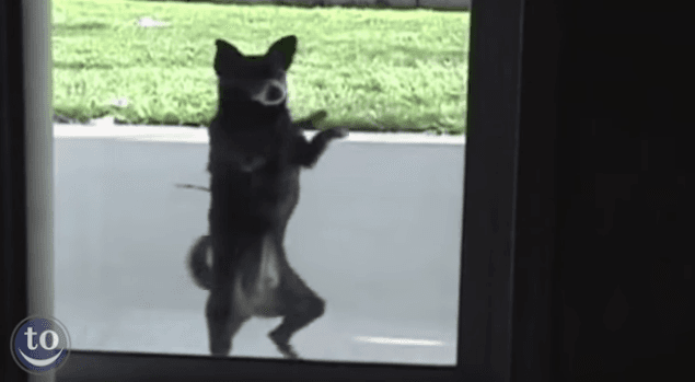 WATCH: Possibly The Greatest Animal Dance Compilation Video EVER To Salt-N-Peppa