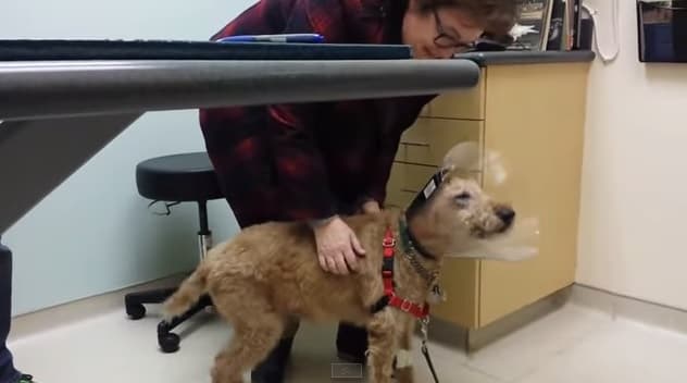 VIDEO: Just Look At That Tail! Duffy the Dog Is Reunited With His Family After A Year