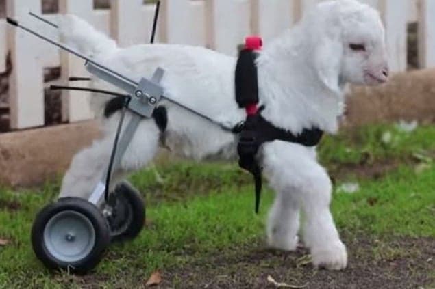 Frostie The Snow Goat Has Sadly Passed Away