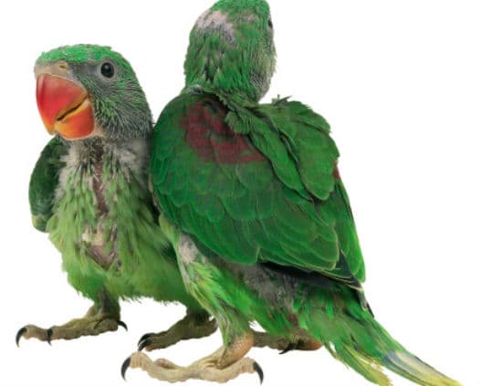 That’s A Cracker: Missing Child Stuck In Tree Is Rescued… Oh, And It’s Actually A Parrot