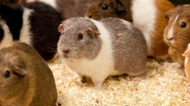 Giggity, Giggity: Randy Guinea Pig to Become Father of 400 After Infiltrating Female Pen
