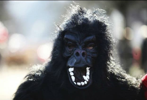 Think You’ve Had a Hard Day at Work? A Zoo Employee Dressed as a Gorilla Got Shot by a Tranquilliser Gun