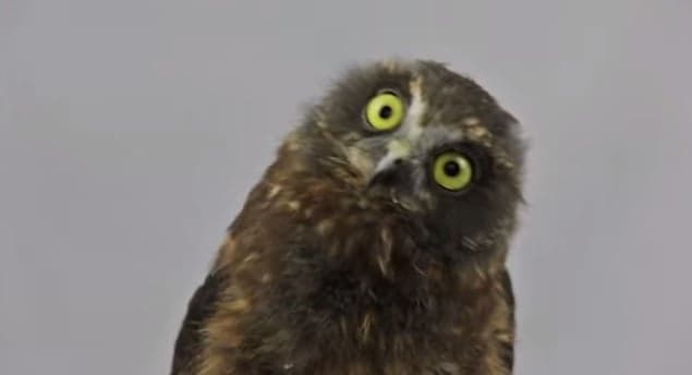VIDEO – The Owl Whisperer, This Guy Tries To Get A Terrifying Owl Out Of His House