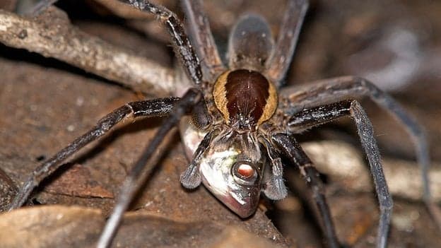 There Are New Variations Of Spiders… And Apparently They Can Kill Fish