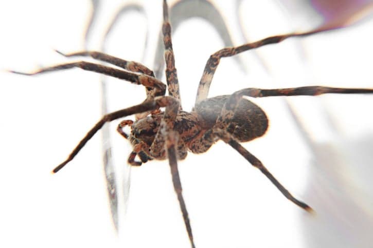 Woman Sets House On Fire While Trying to Kill a Spider
