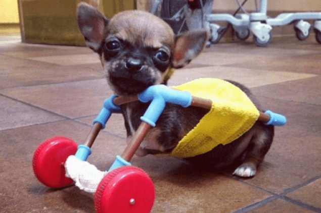 PIC: There’s A Two-Legged Chihuahua Who Has A New Set Of Wheels… Made From Toys