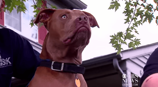 WATCH: Ace By Name, Ace By Nature! Dog Rescues Deaf Owner From Burning House
