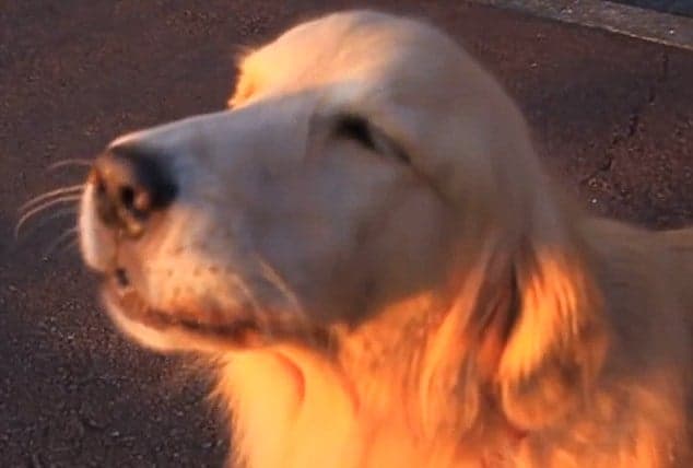 WATCH: A Dog Imitating An Ambulance Siren Will Make You Smile Away The Monday Blues