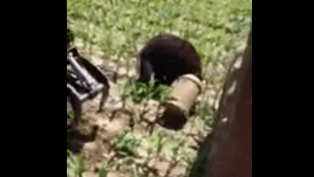 It’s A Real Life Winnie The Pooh! Bear Gets Head Stuck In Bucket – Is Freed By Tractor
