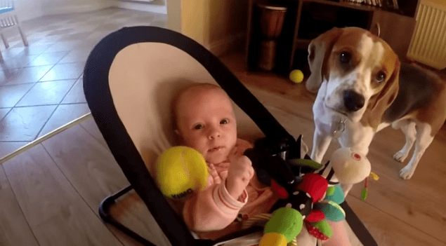 VIDEO: Puppy Guilt Leads To One Beagle Showering This Baby With Toys
