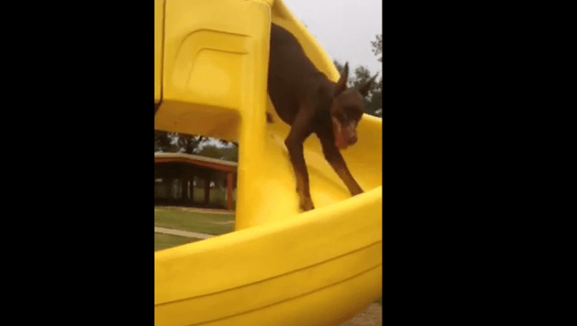 WATCH: One Dog Breaks ALL The Rules Of The Slide – And We LOVE Him For It