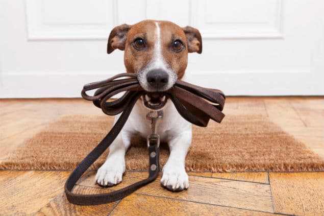 Five Fun Ways to Get Your Daily Exercise (We Promise It’s Not Torture!)
