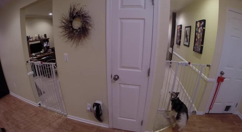 VIDEO – Owner Sets Up Camera To Find Out How Dog Keeps Escaping The Kitchen