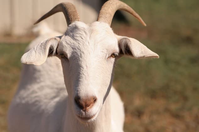 You’ve Goat To Be Kidding: Man Talks To A Herd Of Goats… They Answer Him