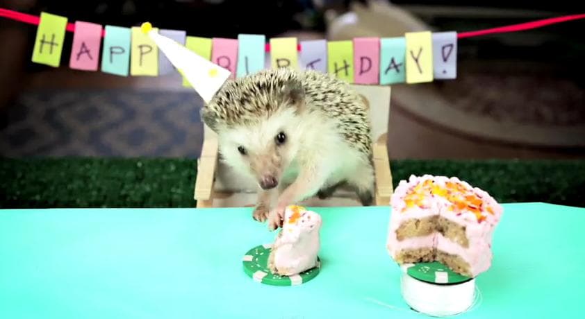 Nothing To See Here, Just A Tiny Birthday Party For A Tiny Hedgehog
