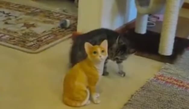 VIDEO: Kitten Turns Ninja To Fight With A Statue…Just Try Not To Laugh