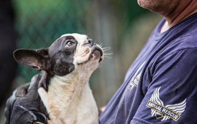 VIDEO – Rescue Dog Enjoys Her First Snuggle