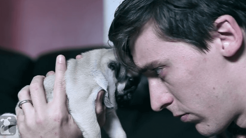 Dawn Of The Planet Of The Pugs Is Probably More Cuteness Than You Can Handle
