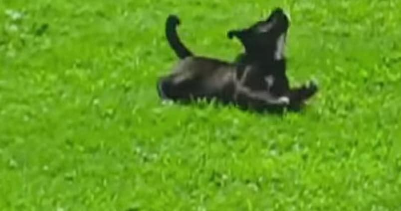 VIDEO – Here’s A Video Of Puppies Rolling Down A Hill. That Is All