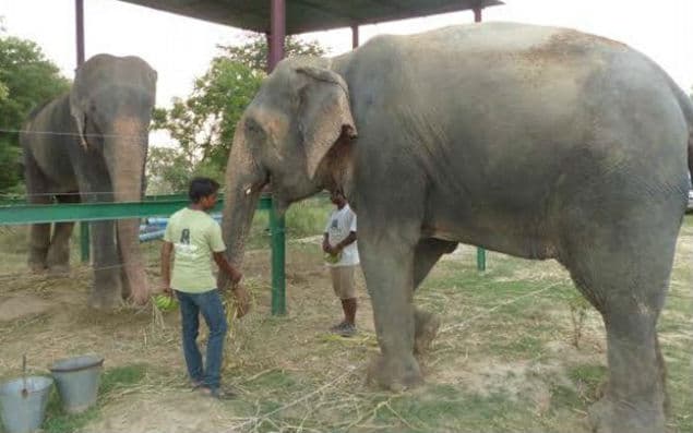 VIDEO: Raju The Elephant Rescued From Chains Thriving In New Home And Even Has A New Best Friend