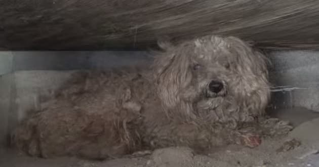 All Of The Feels – Dog Rescued After Living Under Shed For Over A Year
