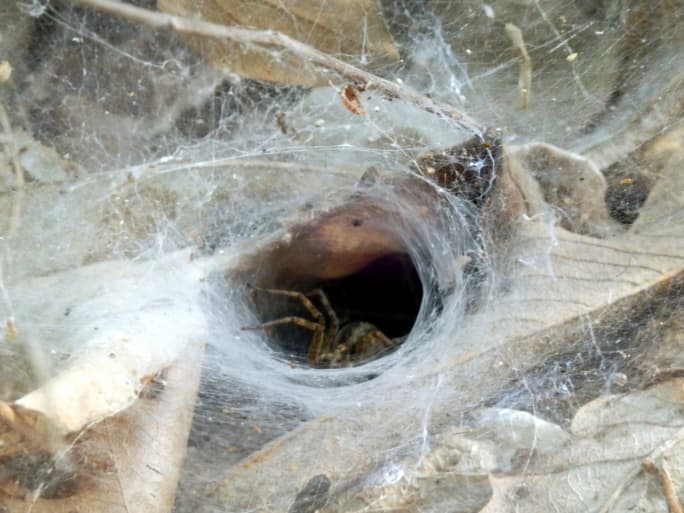 This Guy Has a Spider in His Shed… The Kind of Spider That Would Inspire You to Move