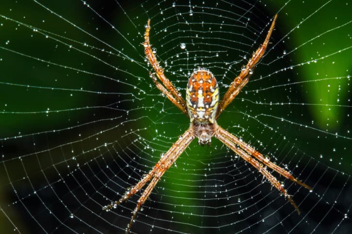 Living In The City And Afraid Of Spiders? You May Want To Move… *Shivers*