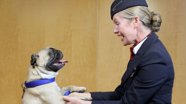 Paws & Relax: British Airways Launch Cats And Dogs In-Flight Animal Channel